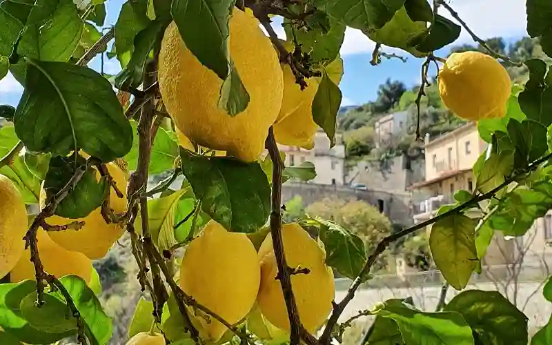 Zitronen das ganze Jahr aus Kalabrien - Immobilien kaufen